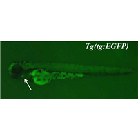<p> green fluorescent protein expressed in thyroid primordium</p>