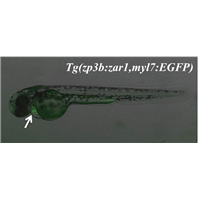 <p>zar1 expression in oocytes and GFP expressed in heart</p>